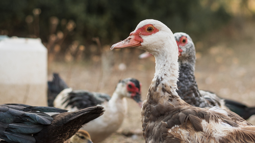 group of ducks looking at camera 1